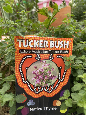 TUCKER BUSH PROSTANTHERA INCISA NATIVE THYME 14CM