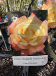 ROSA STANDARD DAME ELIZABETH MURDOCH 3FT BARE ROOT