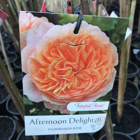 ROSE STANDARD AFTERNOON DELIGHT 3FT BARE ROOT