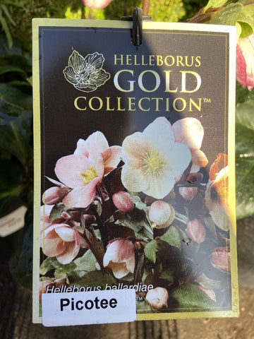 HELLEBORUS PICOTEE 20CM