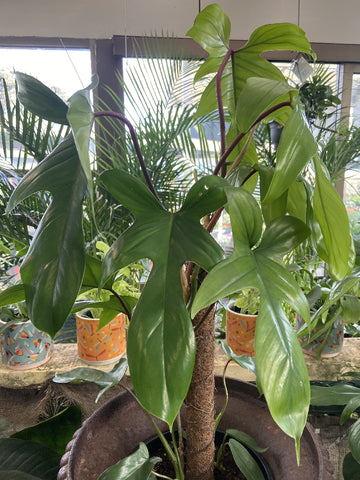 PHILODENDRON FLORIDA TOTEM 25CM