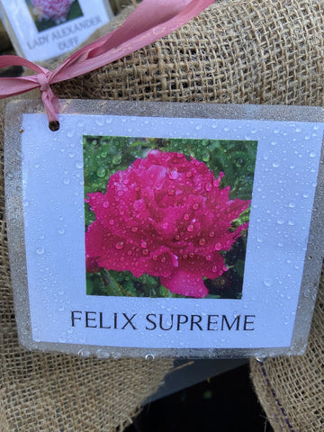 PAEONY FESTIVA MAXIMA BARE ROOT