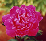 PEONY FESTIVA MAXIMA BARE ROOT