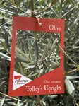 OLEA TOLLEY'S UPRIGHT 20CM