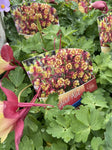 AQUILEGIA SONGBIRD RED 14CM