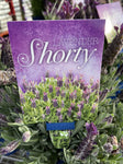 LAVANDULA SHORTY 14CM