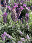 LAVANDULA SHORTY 14CM