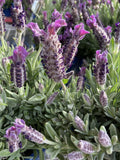 LAVANDULA SHORTY 14CM