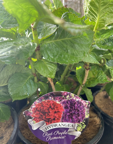 HYDRANGEA RED PURPLE ROMANCE 20CM