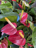 ANTHURIUM MIX 10CM