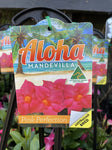 MANDEVILLA ALOHA PINK 20CM