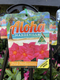 MANDEVILLA ALOHA PINK 20CM