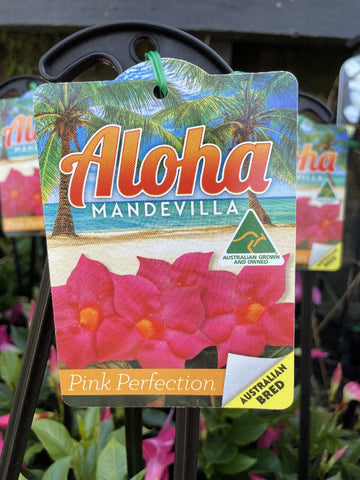 MANDEVILLA ALOHA PINK 20CM