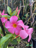 MANDEVILLA ALOHA PINK 20CM