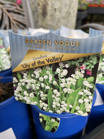 CONVALLARIA MAJALIS LILY OF THE VALLEY 12CM