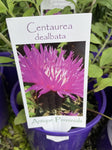 CENTAUREA DEALBATA 14CM