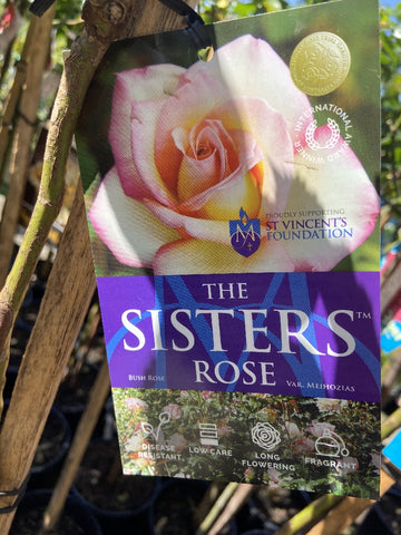 ROSA STANDARD 3FT THE SISTER'S ROSE 20CM
