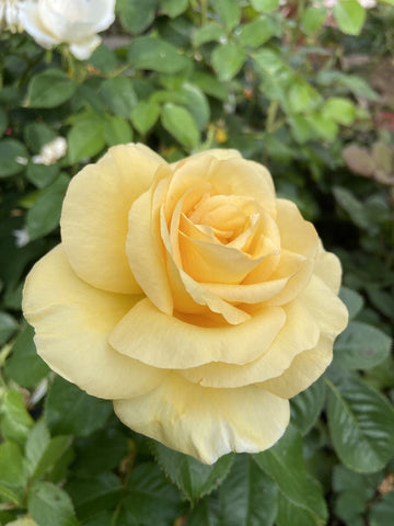 ROSE STANDARD 3FT MOON GLOW 20CM