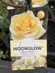 ROSE STANDARD 3FT MOON GLOW 20CM