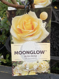 ROSE STANDARD 3FT MOON GLOW 20CM