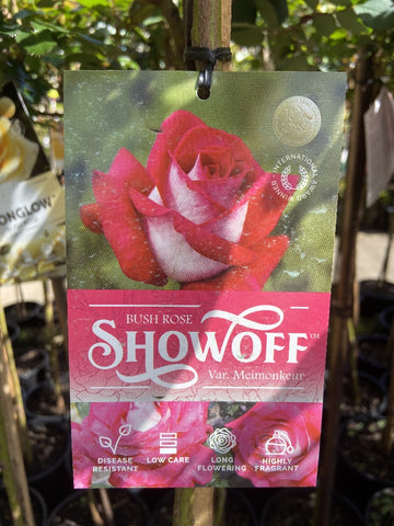ROSE STANDARD 3FT SHOWOFF 20CM