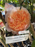 ROSE STANDARD 3FT AFTERNOON DELIGHT 20CM