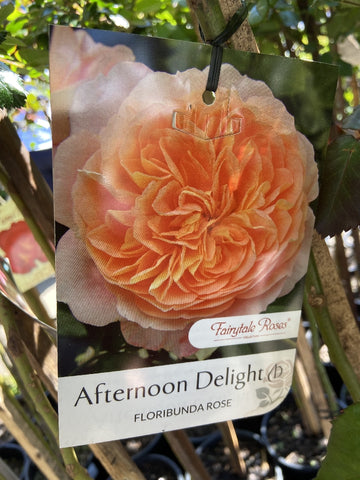 ROSE STANDARD 3FT AFTERNOON DELIGHT 20CM