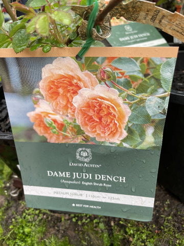 ROSA DAVID AUSTIN DAME JUDI DENCH 20CM