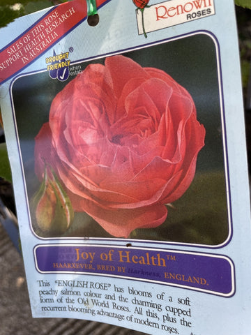 ROSE JOY OF HEALTH 20CM