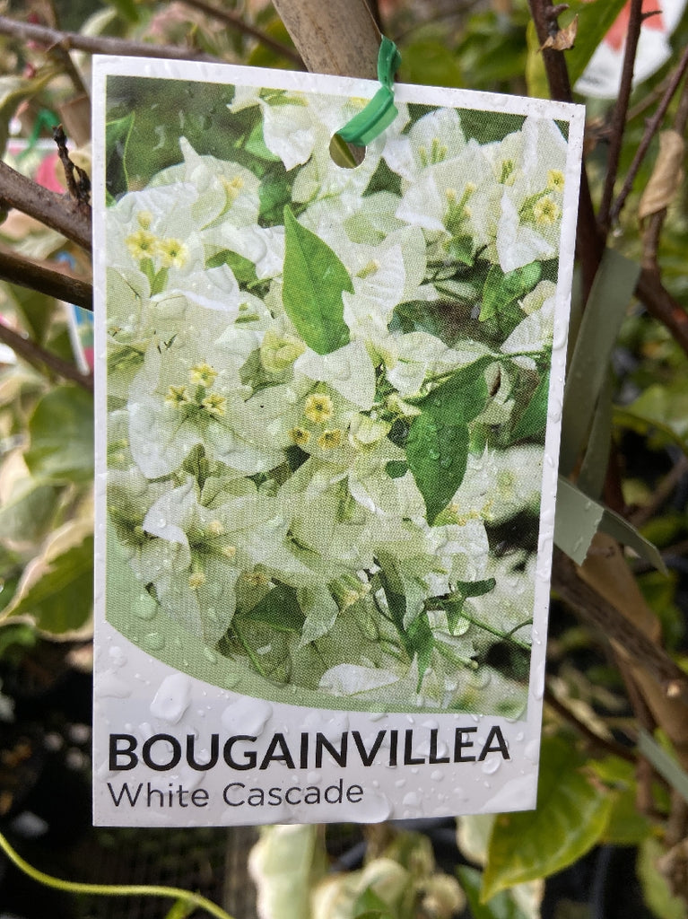 bougainvillea white cascade