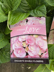 HYDRANGEA LOVE 18CM