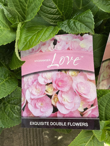 HYDRANGEA LOVE 18CM