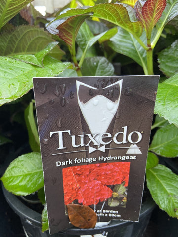 HYDRANGEA TUXEDO RED 20CM