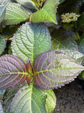 HYDRANGEA TUXEDO RED 20CM