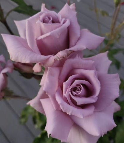 ROSE STANDARD 3FT LADY X 20CM
