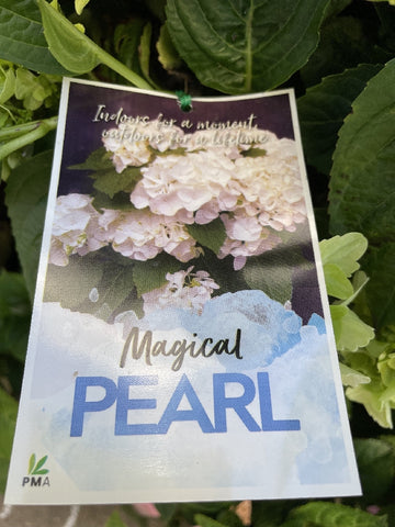 HYDRANGEA MAGICAL PEARL 20CM