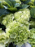 HYDRANGEA MAGICAL PEARL 20CM