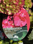 HYDRANGEA TEA TIME SPEEDY RED 20CM