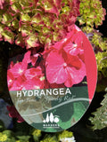 HYDRANGEA TEA TIME SPEEDY RED 20CM