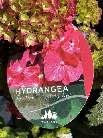 HYDRANGEA TEA TIME SPEEDY RED 20CM