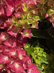 HYDRANGEA TEA TIME SPEEDY RED 20CM