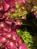HYDRANGEA TEA TIME SPEEDY RED 20CM