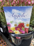 ARGYRANTHEMUM ANGELIC MAIZE 17CM