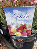 ARGYRANTHEMUM ANGELIC MAIZE 17CM