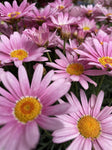 ARGYRANTHEMUM ANGELIC MAIZE 17CM