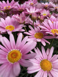 ARGYRANTHEMUM ANGELIC MAIZE 17CM