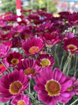 ARGYRANTHEMUM ANGELIC MAIZE 17CM