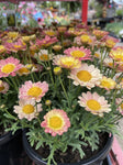 ARGYRANTHEMUM ANGELIC MAIZE 17CM