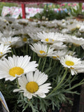 ARGYRANTHEMUM ANGELIC MAIZE 17CM