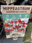 HIPPEASTRUM RED RASCAL 14CM
